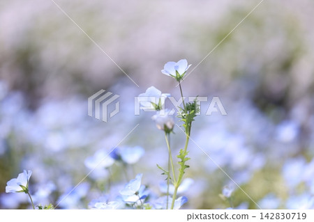 藍色粉蝶 藍色粉蝶 142830719