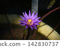 Tropical water lily 'Star of Zanzibar' 142830737