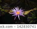 Tropical water lily 'Foxfire' 142830741