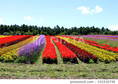 Hill scene with colorful flowers blooming against the blue sky Hill scene with colorful flowers blooming against the blue sky 142830746