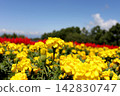 Yellow marigolds and blue sky Yellow marigolds and blue sky 142830747