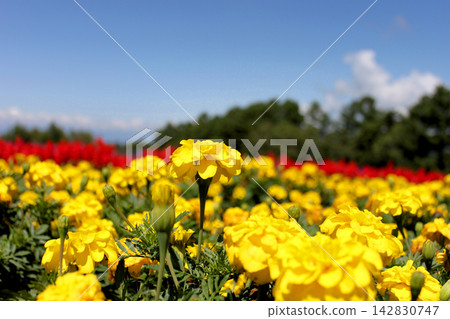 Yellow marigolds and blue sky Yellow marigolds and blue sky 142830747
