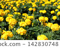 Yellow marigold flowers Yellow marigold flowers 142830748