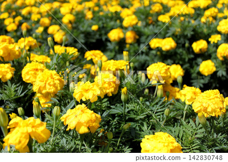 黃色萬壽菊花 黃色萬壽菊花 142830748