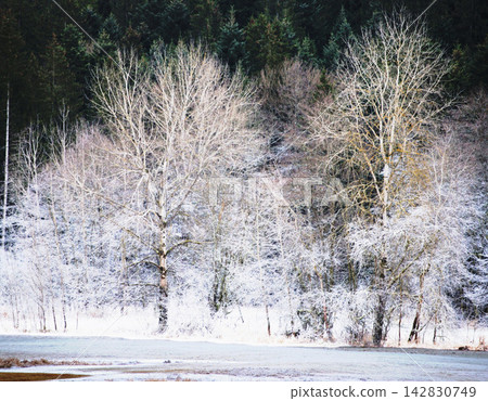 winter landscape with a river in the forest 142830749