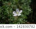 Akebono Flower Flower 142830782
