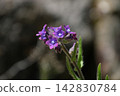 Alcaneta flower 142830784