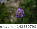 Flowers of the European Scabiosa 142830798