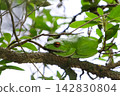 Moria gull frog 142830804