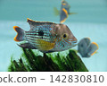Green Terror 142830810