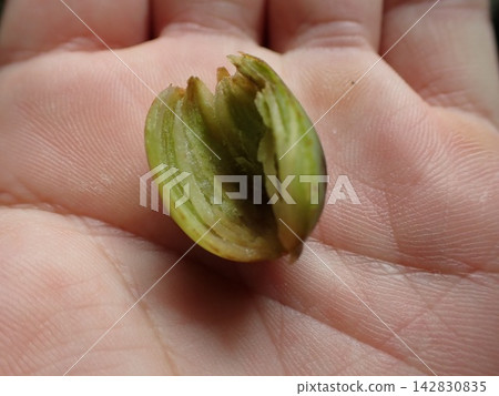 Kaya fruit Kaya fruit 142830835