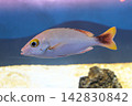 Red snapper 142830842