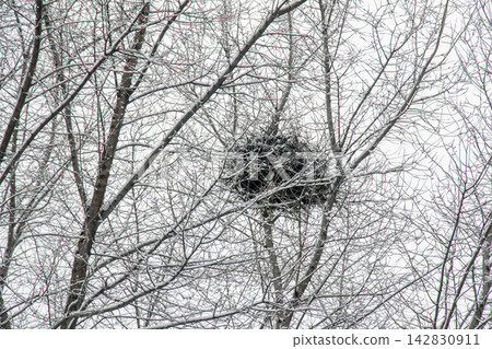 Large Empty Bird Nest in Snow-Covered Bare Trees Large Empty Bird Nest in Snow-Covered Bare Trees 142830911