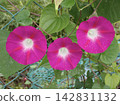紅色牽牛花花 142831132