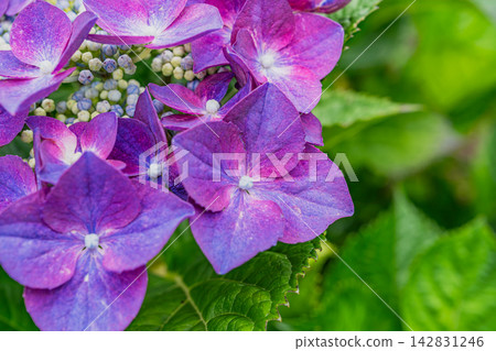 Purple hydrange wet with rain Purple hydrange wet with rain 142831246