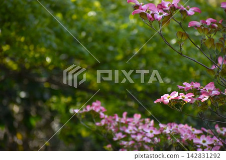 Cute pink flowers Cute pink flowers 142831292