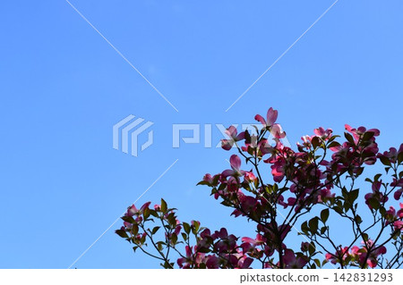 Cute pink flowers Cute pink flowers 142831293