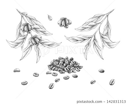 Botanical coffee element set, hand drawn with graphite pencil. Graphic isolated sketch of branches, beans, leaves with seeds. Illustration for coffee shop menus, packaging, cafe branding design Botanical coffee element set, hand drawn with graphite pencil. Graphic isolated sketch of branches, beans, leaves with seeds. Illustration for coffee shop menus, packaging, cafe branding design 142831313
