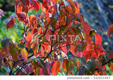 山茱萸樹變紅了 山茱萸樹變紅了 142831447