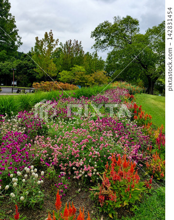Flowerbeds in the park where colorful flowers are in bloom Flowerbeds in the park where colorful flowers are in bloom 142831454