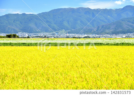 從梓川眺望松本市中心，長野縣松本市（長野縣松本市）[2026.9] 142831573