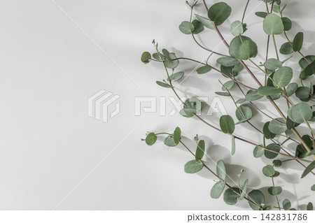 白色背景上的尤加利樹枝和葉子，留有大量空白的植物背景。 142831786