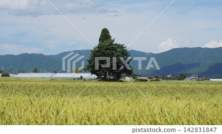 樹木和稻田 142831847