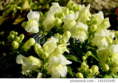 A scene of white snapdragons blooming in a flowerbed in Ikeda City, Osaka Prefecture. A scene of white snapdragons blooming in a flowerbed in Ikeda City, Osaka Prefecture. 142832040