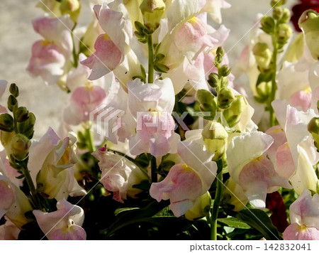 A scene of pale pink snapdragons blooming in a flowerbed in Ikeda City, Osaka Prefecture. A scene of pale pink snapdragons blooming in a flowerbed in Ikeda City, Osaka Prefecture. 142832041