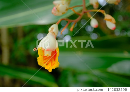 Close-up of the Alpinia speciosa flower on Ishigaki Island Close-up of the Alpinia speciosa flower on Ishigaki Island 142832296