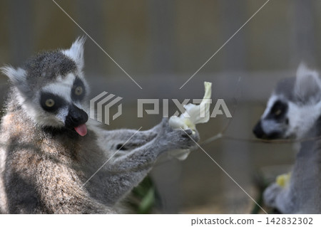 環尾狐猴,羽村市動物園 環尾狐猴,羽村市動物園 142832302
