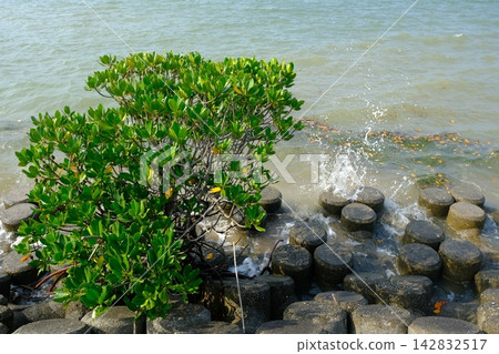 Wave-dissipating blocks and mangrove trees Wave-dissipating blocks and mangrove trees 142832517