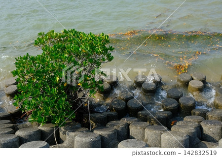 Wave-dissipating blocks and mangrove trees Wave-dissipating blocks and mangrove trees 142832519