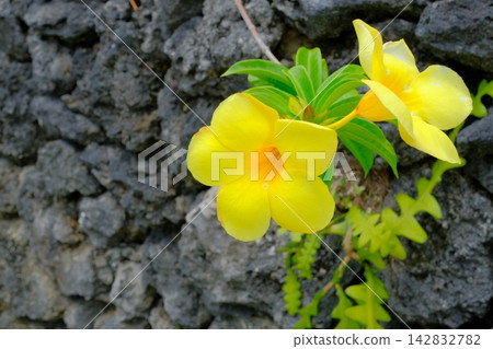 Flower-filled rough-hewn stone walls of Ishigaki Island Flower-filled rough-hewn stone walls of Ishigaki Island 142832782