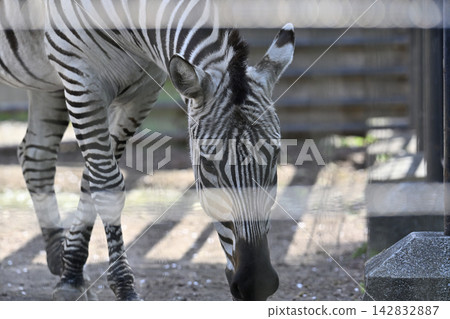 Grand's Zebra, Hamura City Zoo Grand's Zebra, Hamura City Zoo 142832887