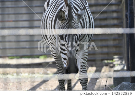 Grand's Zebra, Hamura City Zoo Grand's Zebra, Hamura City Zoo 142832889