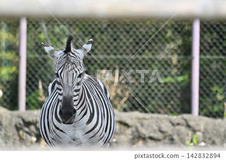 羽村市動物園格蘭德斑馬 羽村市動物園格蘭德斑馬 142832894