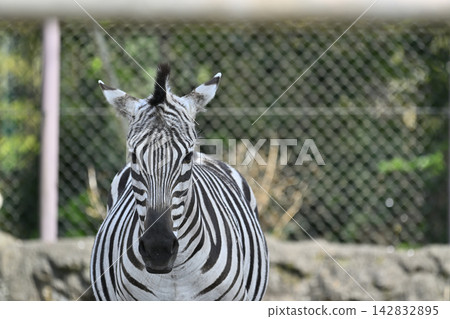 羽村市動物園格蘭德斑馬 羽村市動物園格蘭德斑馬 142832895