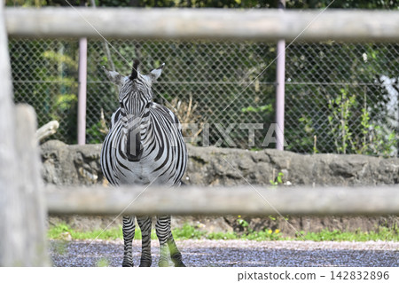 羽村市動物園格蘭德斑馬 羽村市動物園格蘭德斑馬 142832896