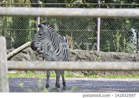 羽村市動物園格蘭德斑馬 142832897