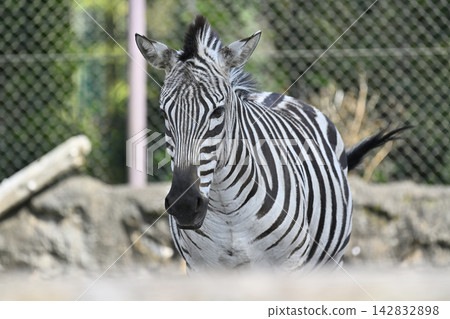 羽村市動物園格蘭德斑馬 羽村市動物園格蘭德斑馬 142832898