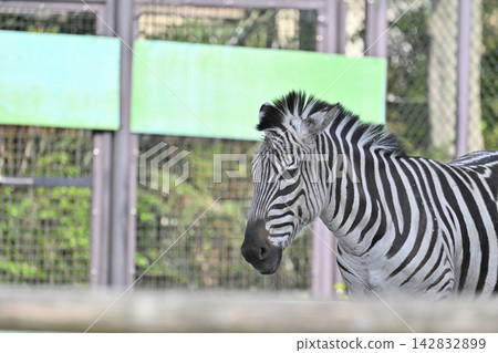 Grand's Zebra, Hamura City Zoo Grand's Zebra, Hamura City Zoo 142832899