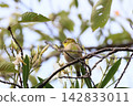 Japanese white-eye in early autumn 142833011
