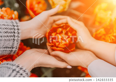 Hands tulips garden holding a vibrant orange blossom in a sunlit spring meadow to show care and togetherness 142833335