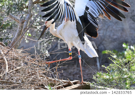 Two stork stork 142833765
