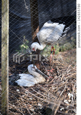 Two stork stork Two stork stork 142833780