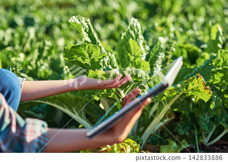 Hands, farmer and tablet in countryside for research, check crops or plants information. Agriculture, spinach and farm owner with digital for garden inspection, vegetables or weather in Thailand Hands, farmer and tablet in countryside for research, check crops or plants information. Agriculture, spinach and farm owner with digital for garden inspection, vegetables or weather in Thailand 142833886