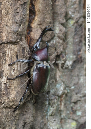 A beetle climbing a tree A beetle climbing a tree 142834064