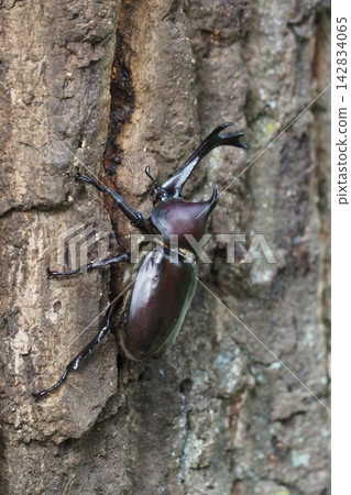 A beetle climbing a tree A beetle climbing a tree 142834065