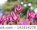 鮮豔的粉紅色雞冠花在自然光下熠熠生輝。 142834276